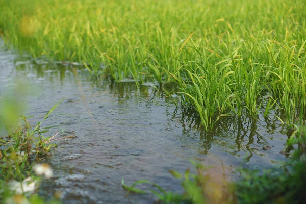 Pequenas Plantas Arroz Com Água Cheia Campo Arroz País Asiático — Fotografia de Stock