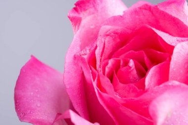 Makro lens tarafından damlacıkları ile pembe gül