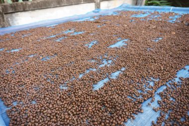 Kırmızı meyveler kahve çekirdeği süreç tarafından güneş ışığı