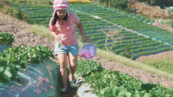 Recolección Fresas Frescas Granja País Asiático — Vídeos de Stock