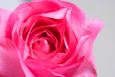 Makro lens tarafından damlacıkları ile pembe gül