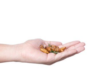 Derin kızarmış ipekböceği larva, böcek tam protein, ünlü Tayland sokak gıda beyaz arka plan üzerinde tutan el