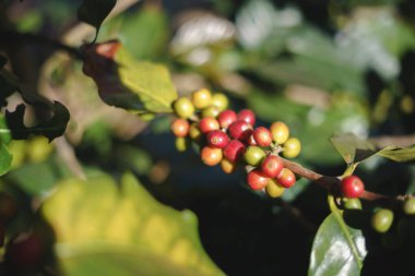 Bir grup olgun ve çiğ kahve meyvesi.