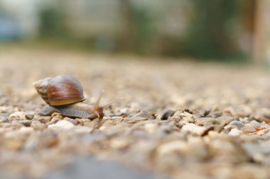 sürünerek salyangoz