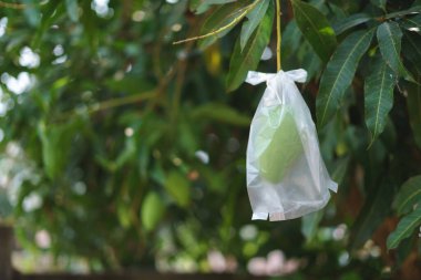 Olgunlaşmamış mango naylon torbaya sarılmış.