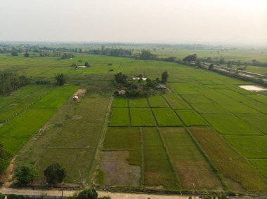 Yeşil pirinç tarlası