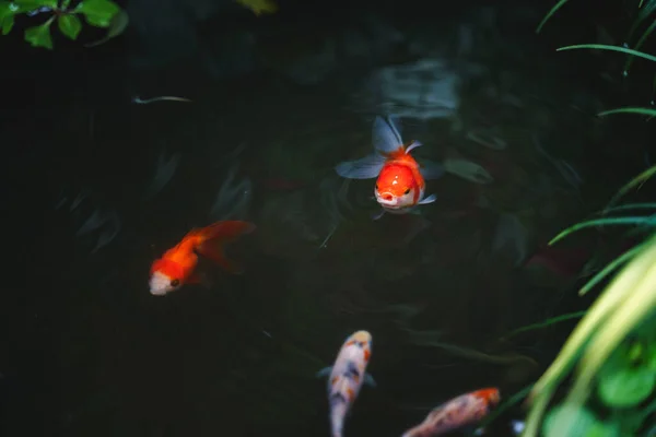 Small garden fish pond