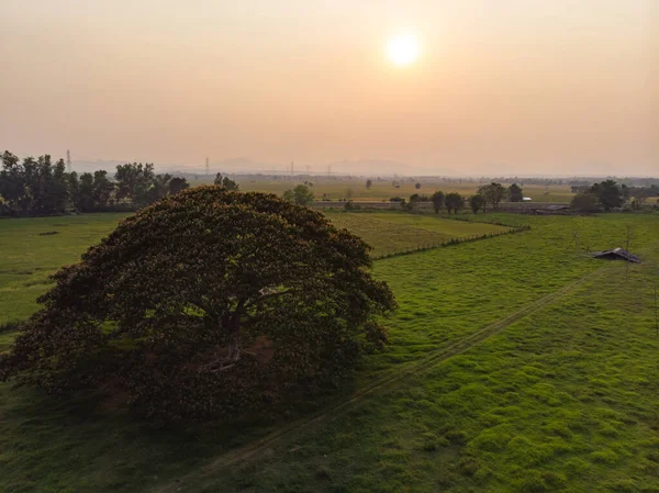 Велике дерево в зеленій сільськогосподарській фермі — стокове фото