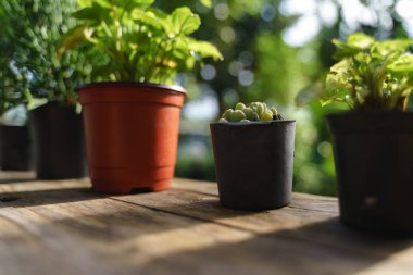 Tahta pencerede küçük bir saksı var.