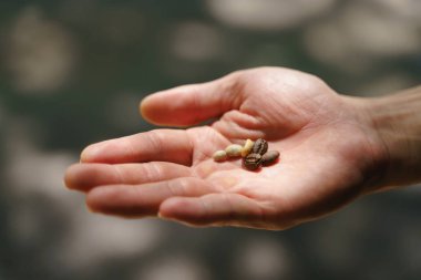 El ele kahve çekirdeği.