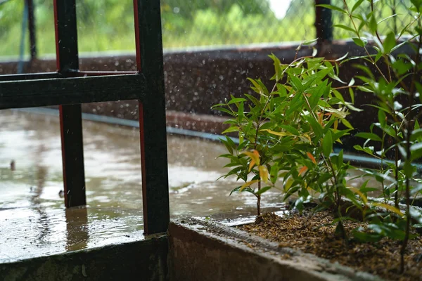 Hujan tetes pada pohon Cristina rencana — Stok Foto