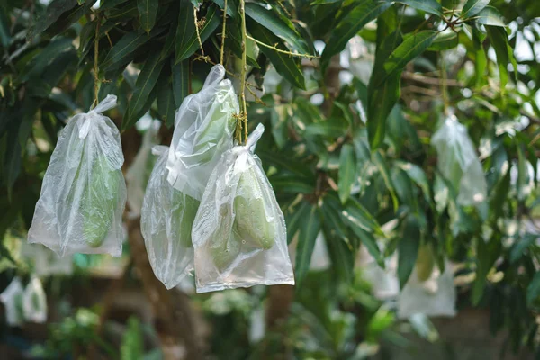 Mangue non mûre enveloppée dans un sac en plastique — Photo