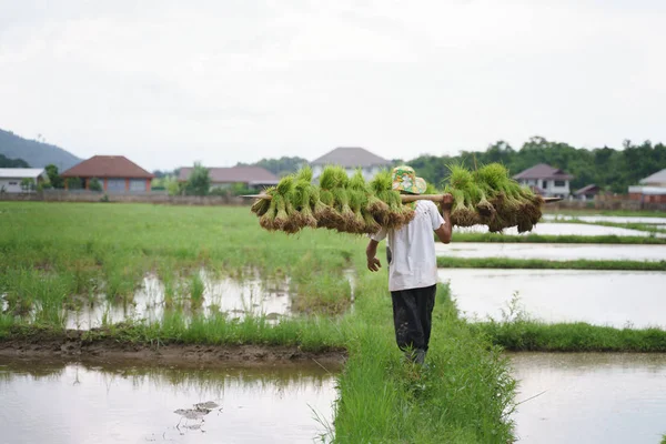 Petani Asia mengangkat bibit padi Stok Foto