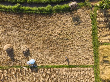 Kuru pirinç bitkisi hasadı ve toplanması