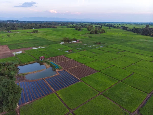 Tanaman kecil atau tanaman perkebunan Stok Foto