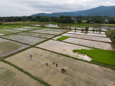 Çiftçi çeltik tarlasına pirinç ekiyor.