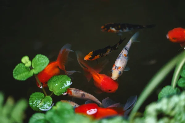 Small garden fish pond — Stock Photo, Image