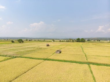 Tam yetişmiş pirinç tarlası hasat etmeye hazır.