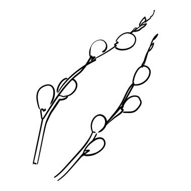 Branch of blossoming pussy willow in white background. Colorful botanical sketch. Vector decorative graphic floral element for florist shop design, Easter greeting card decorations