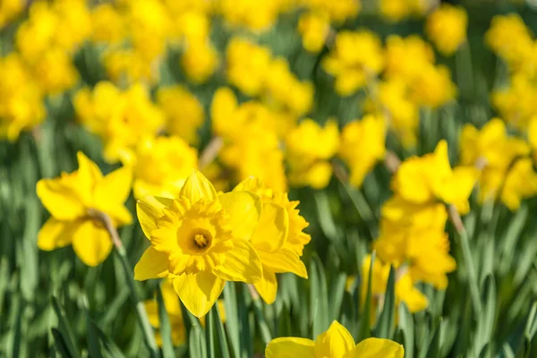 Sárga nárcisz tavaszi Virág Meadow Jogdíjmentes Stock Fotók