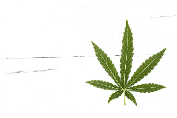 大麻の一枚の葉 — ストック写真