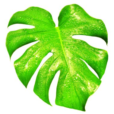 Damla ile güzel yaprak 