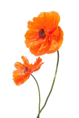 güzel kırmızı haşhaş