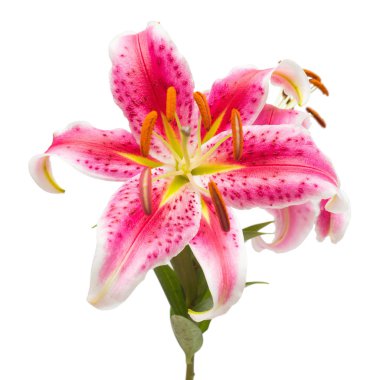 Güzel buket pembe lily çiçek