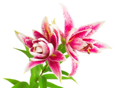 Güzel buket pembe lily çiçek