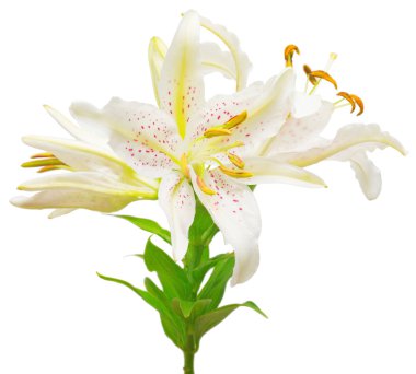 Güzel beyaz zambak çiçekler buket