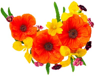 Kırmızı çiçek haşhaş ve sarı Iris 