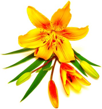 Sarı Lily tomurcukları ile 
