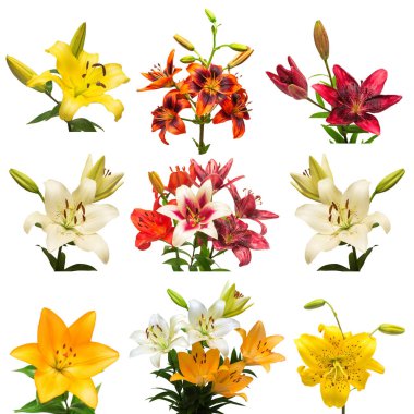 Koleksiyon lily çiçek 