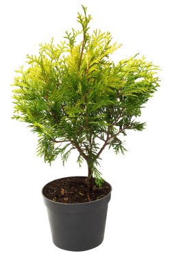 Güzel altın Mazı (bitki) 