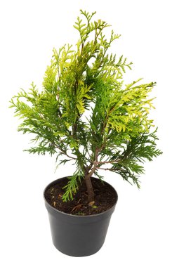 Güzel altın Mazı (bitki) 