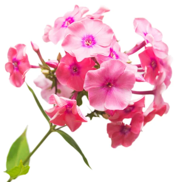 Beautiful branch of phlox flowers — Stock Photo, Image