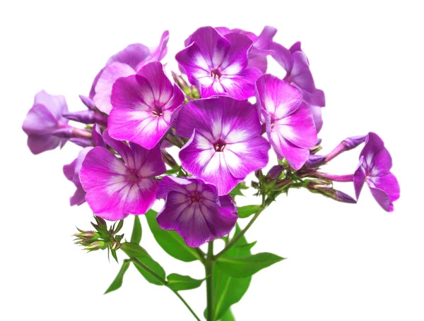 Belle branche de fleurs de phlox — Photo