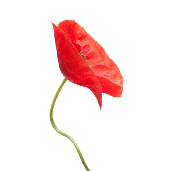 美しい赤いケシ — ストック写真