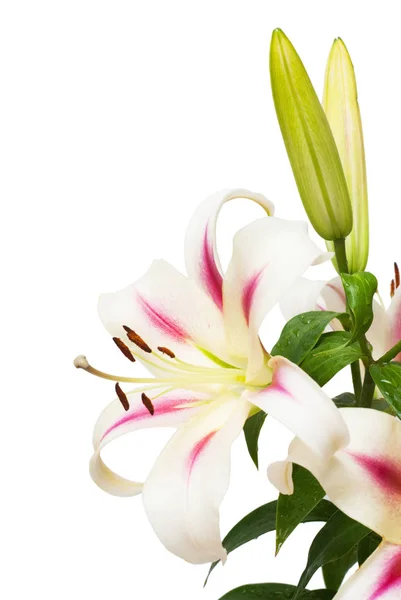 흰 백합 꽃의 아름 다운 부케 — 스톡 사진