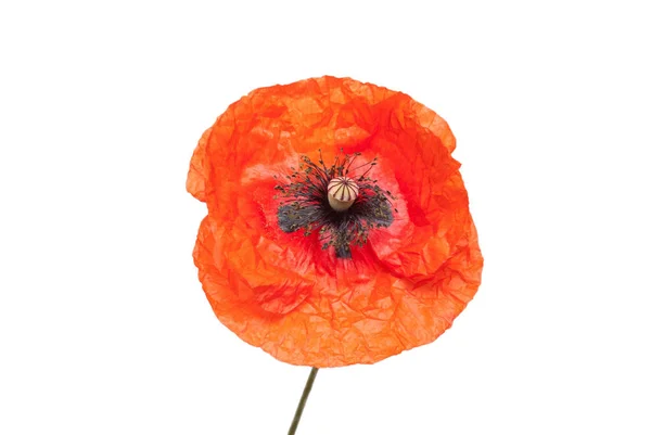 Schöner roter Mohn — Stockfoto