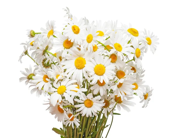 Bouquet de grandes marguerites blanches — Photo