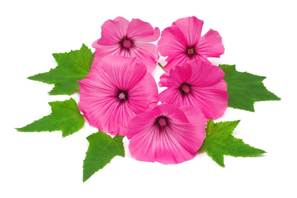 잎과 꽃을 아름 다운 핑크 lavatera — 스톡 사진