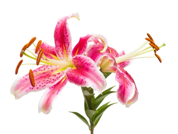 美丽的粉色百合花束 — 图库照片