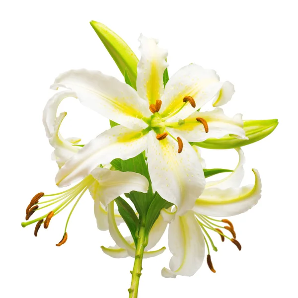 Bouquet of beautiful white lily flowers — Stock Photo, Image