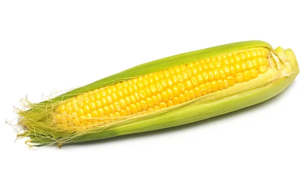 Één maïs geïsoleerd — Stockfoto
