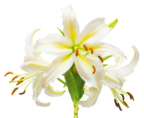 Букет красивых белых цветов лилии — стоковое фото