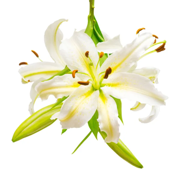 Bouquet of beautiful white lily flowers — Stock Photo, Image