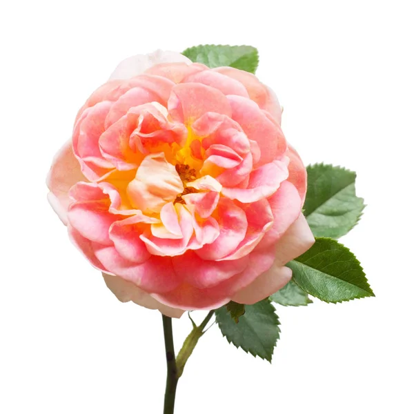 Красива квітка рожева троянда — стокове фото