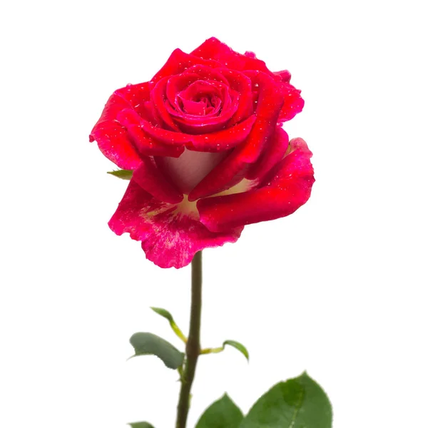 Bellissimo fiore rosa rossa — Foto Stock