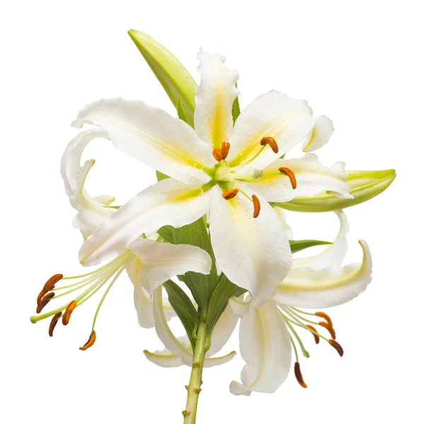 Bouquet of beautiful white lily flowers — Stock Photo, Image